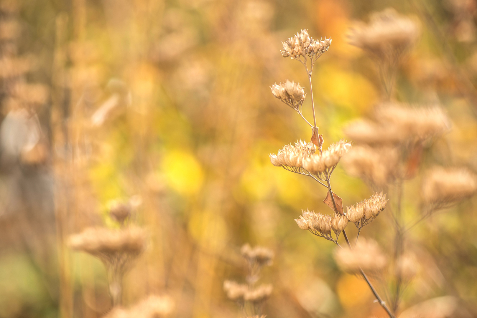 Herbstaspekt