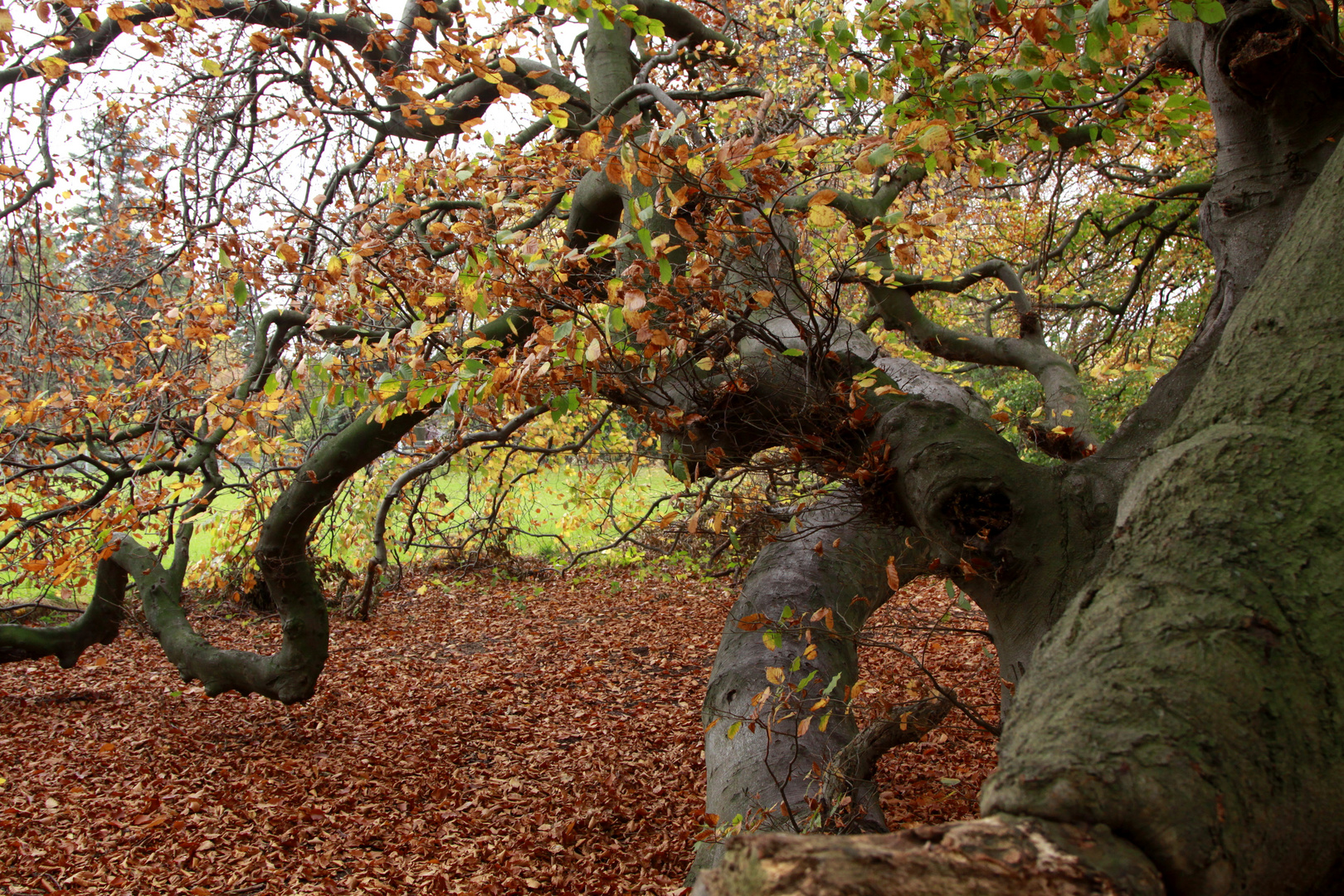 herbstast