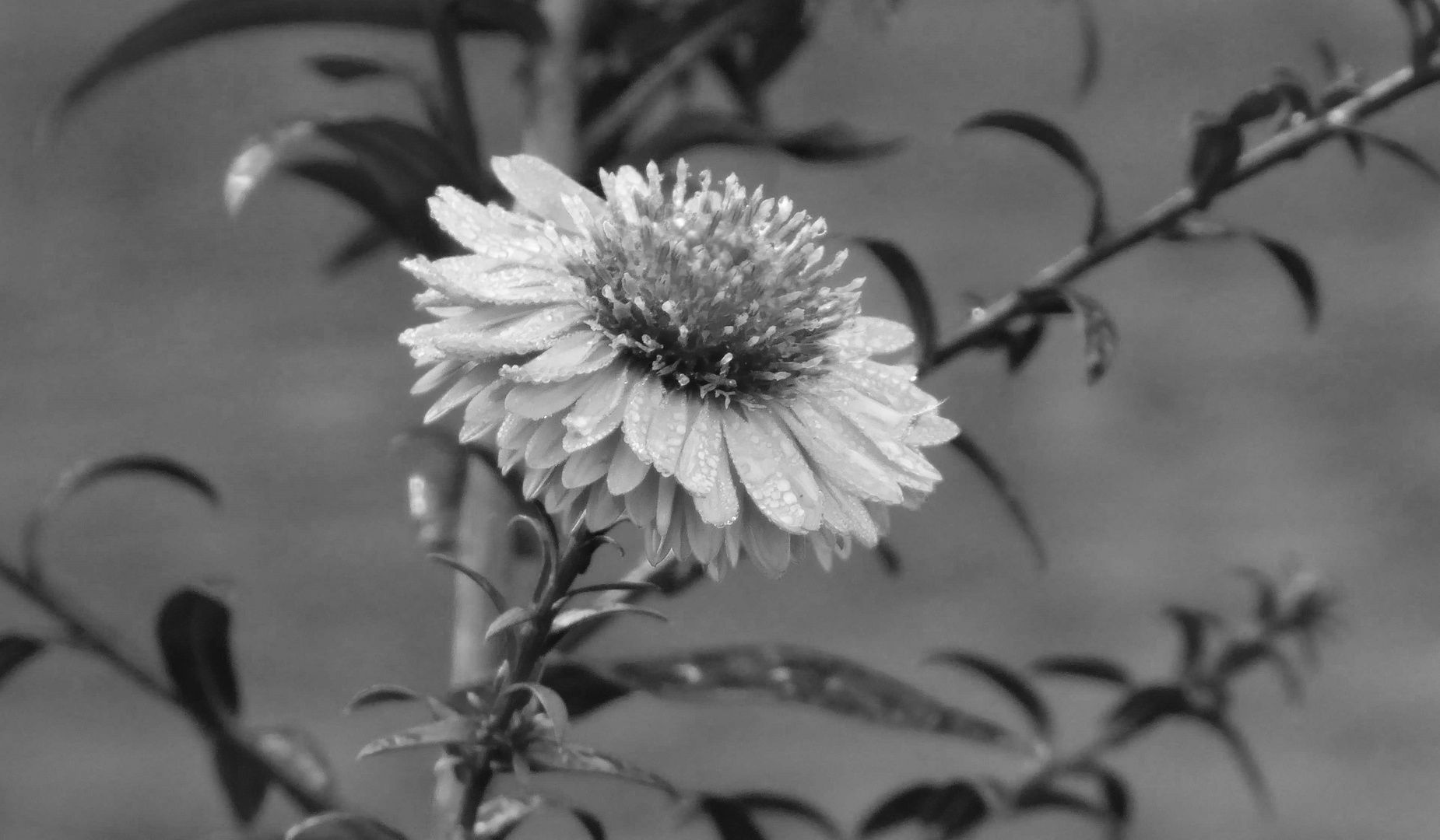 Herbstaster in schwarz weiss