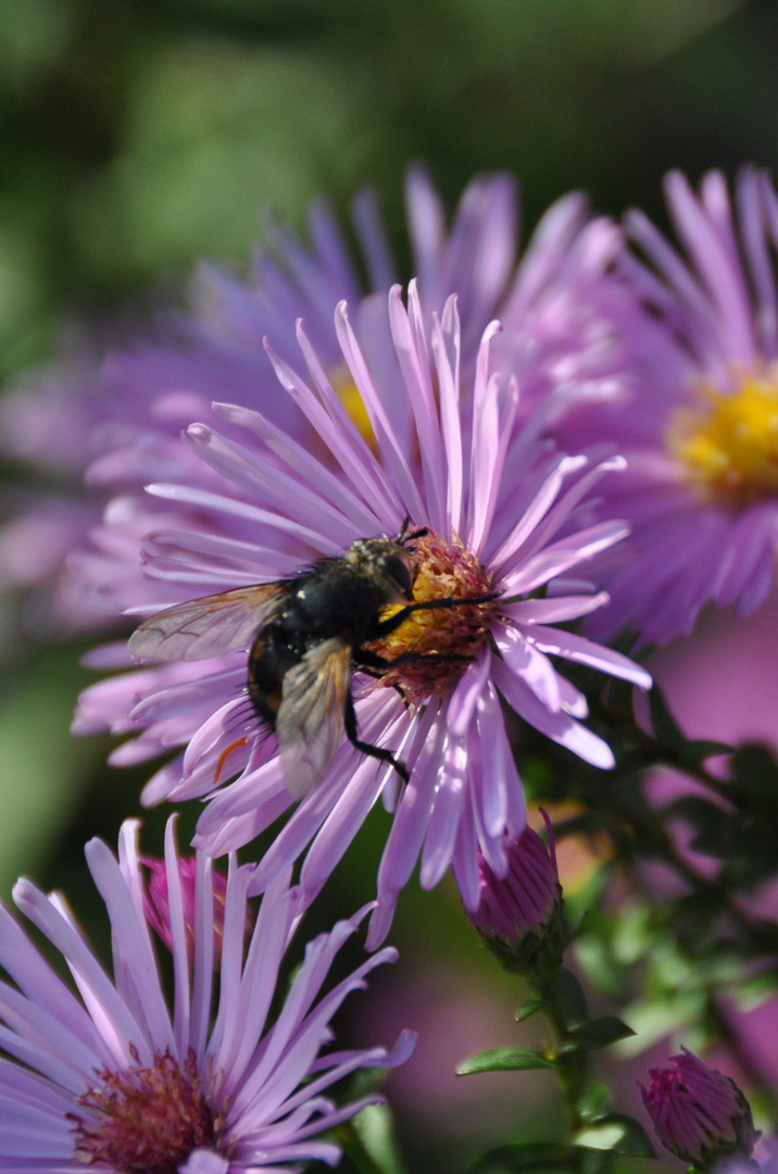 Herbstaster mit Besuch