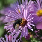 Herbstaster mit Besuch