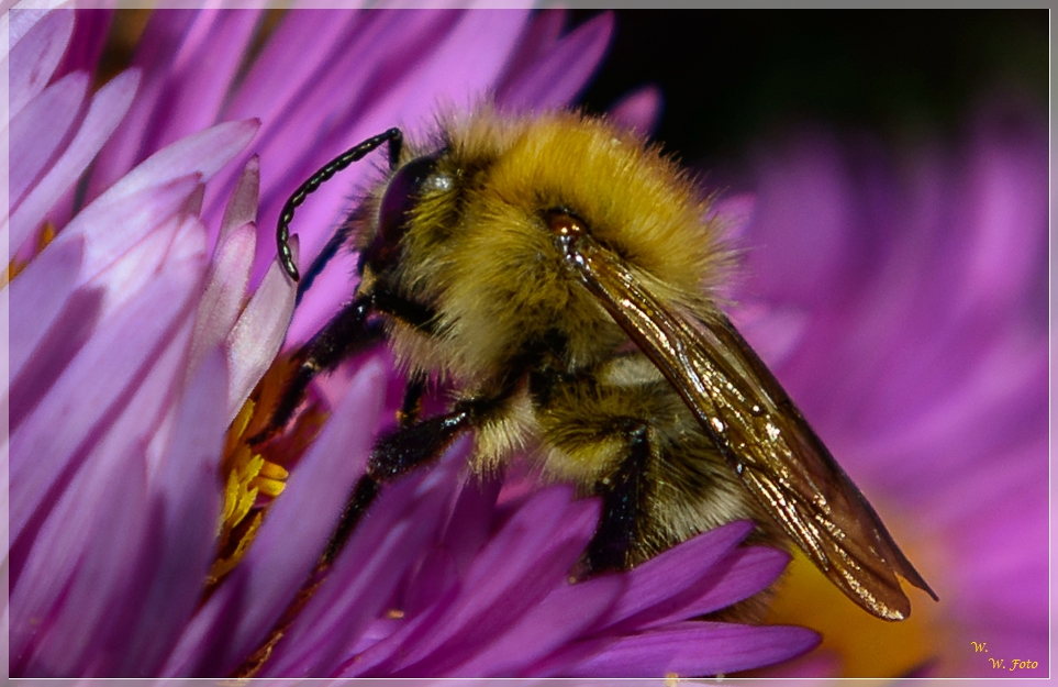 Herbstaster mit Besucher