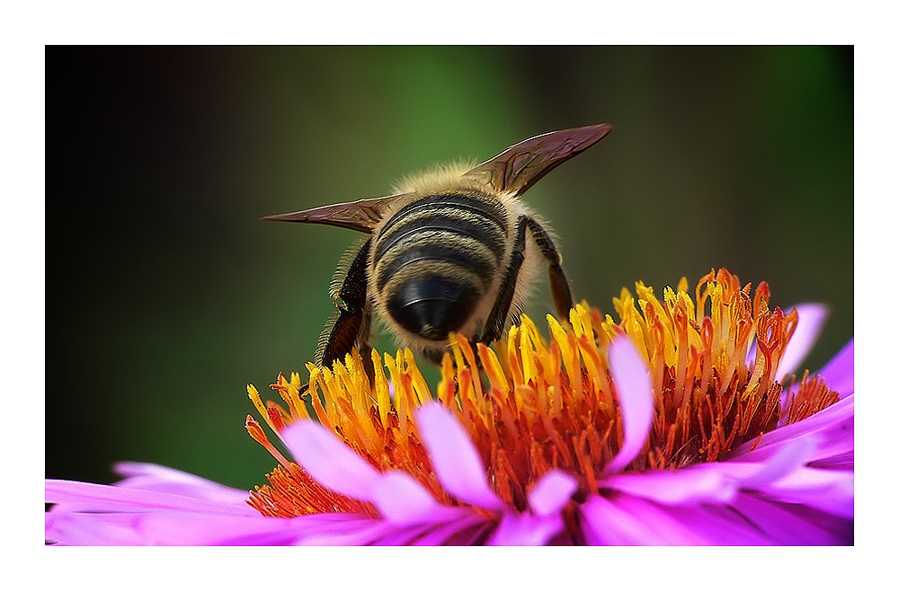 Herbstaster mit Biene