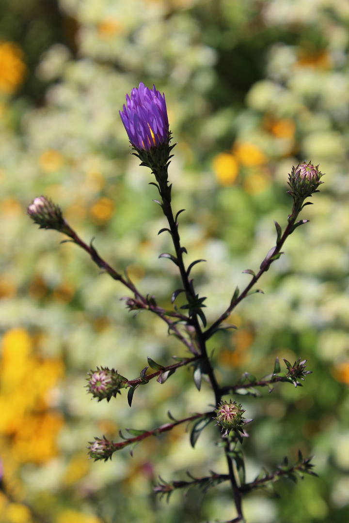 Herbstaster mit Glühlampe