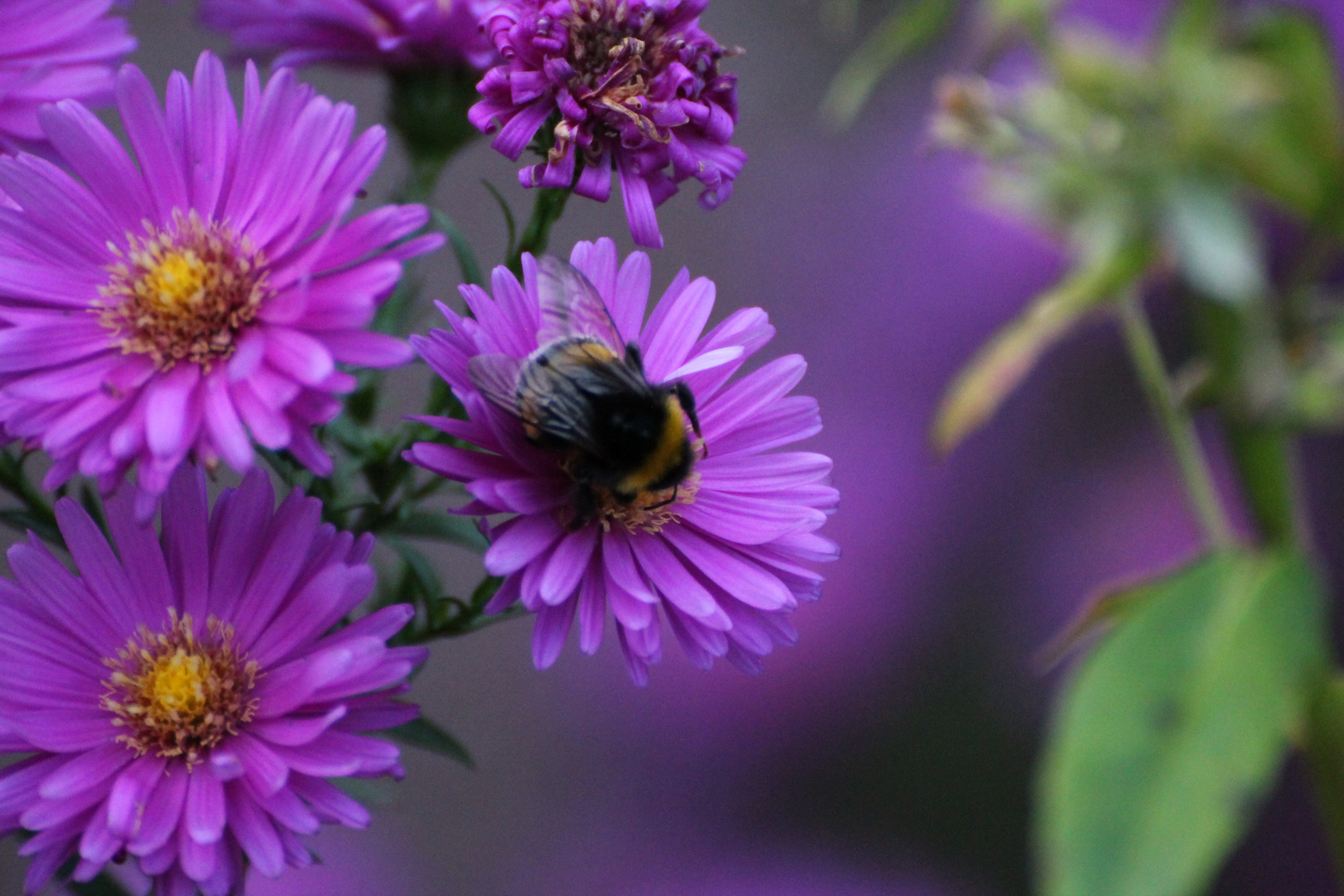 Herbstaster mit Hummel