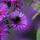 Herbstaster mit Hummel