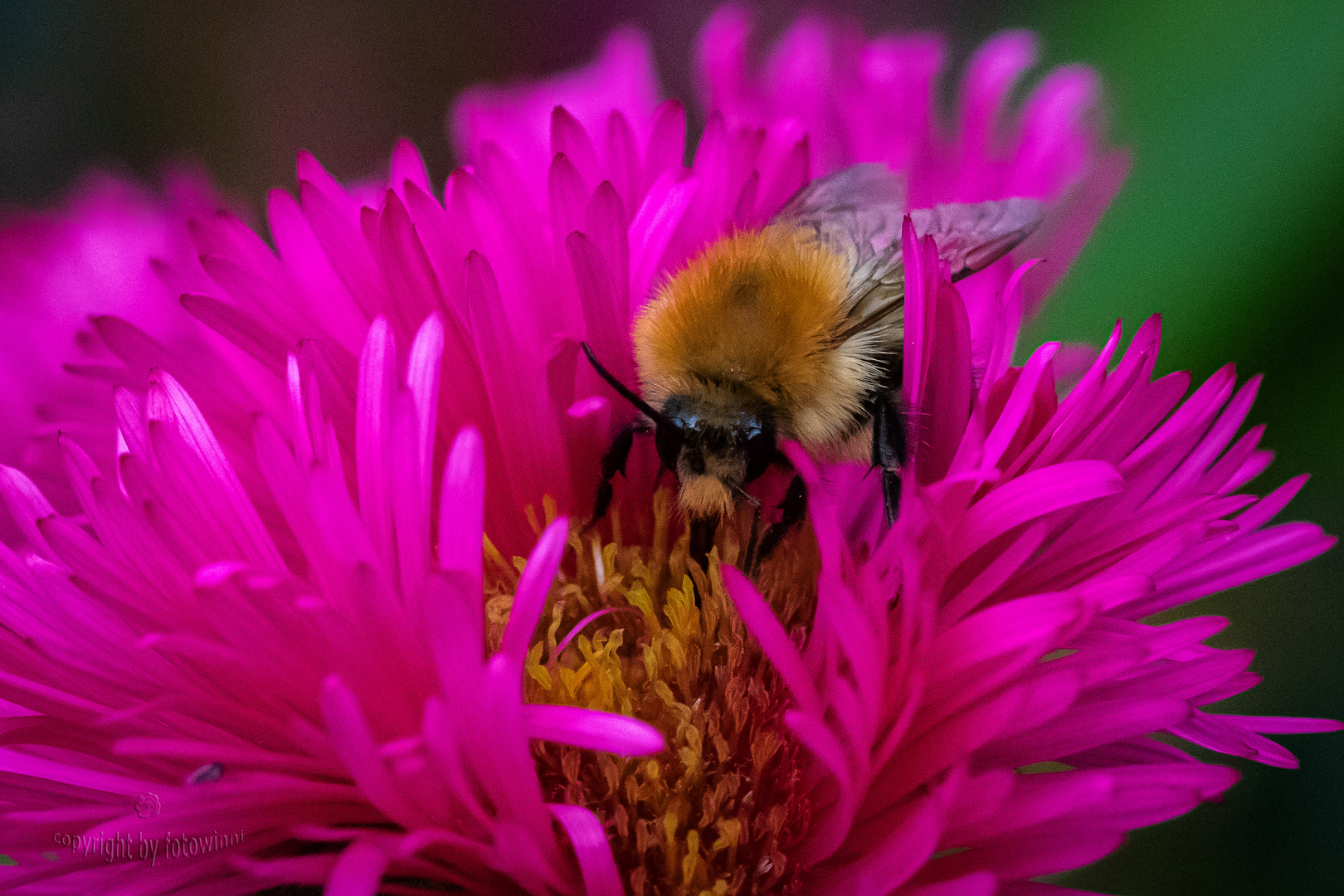 Herbstaster mit Mauerbiene