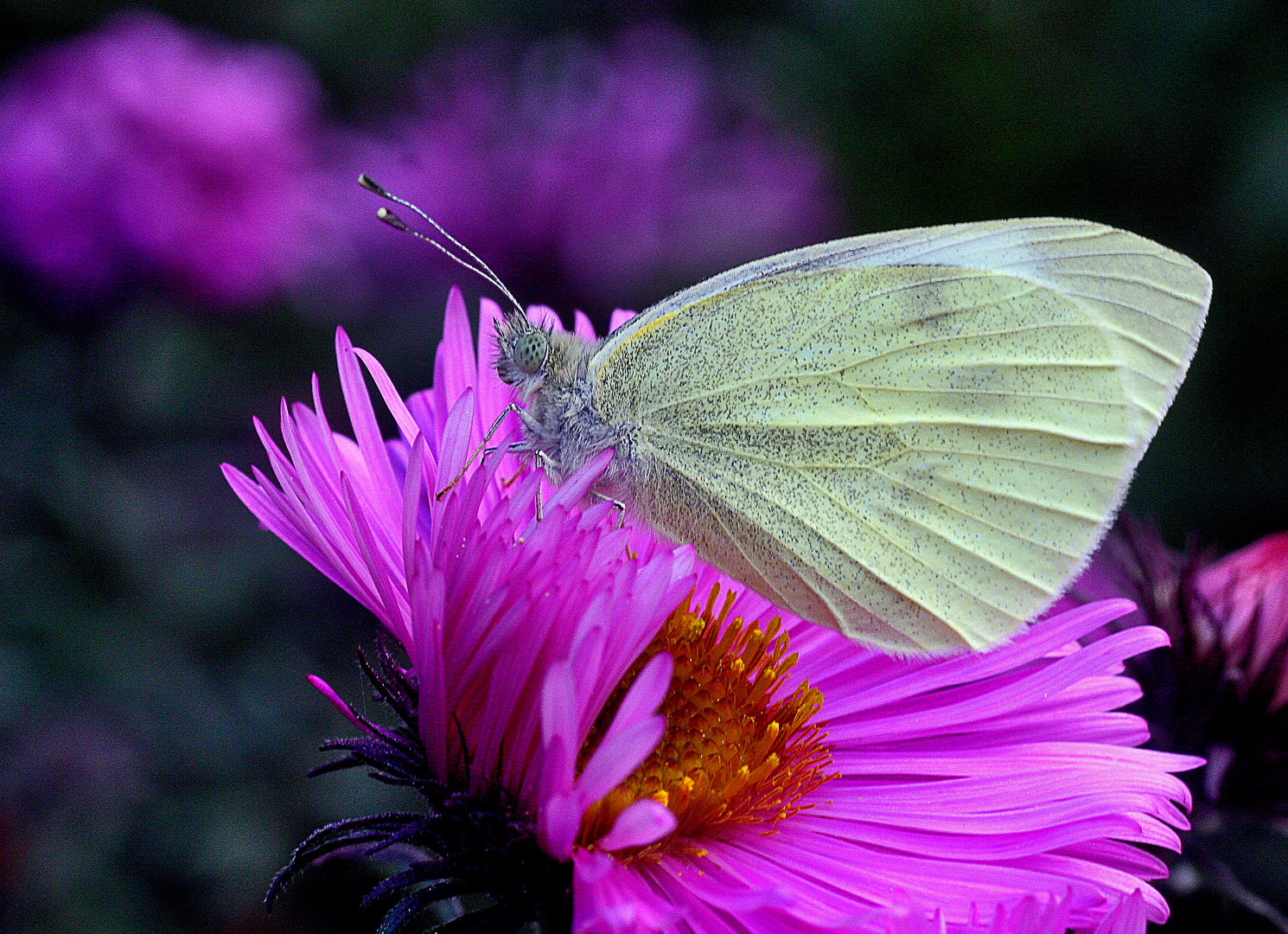 Herbstaster mit Weissling......