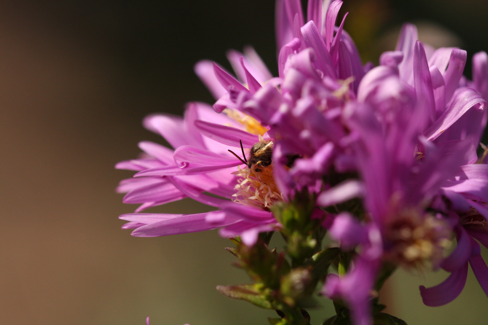 Herbstaster-Oktober-Wildbiene