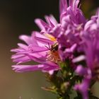 Herbstaster-Oktober-Wildbiene