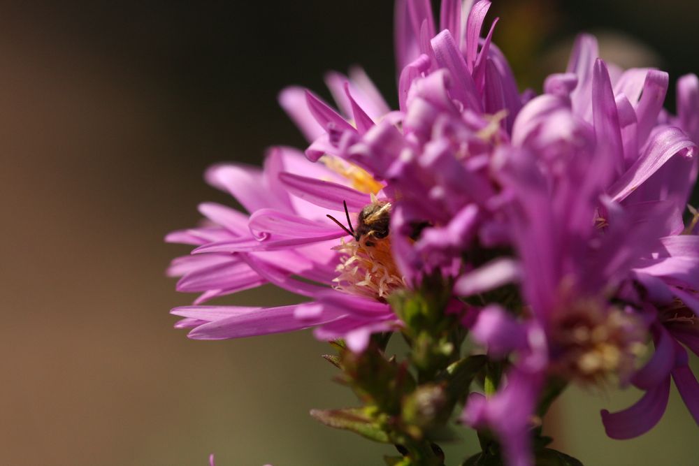 Herbstaster-Oktober-Wildbiene