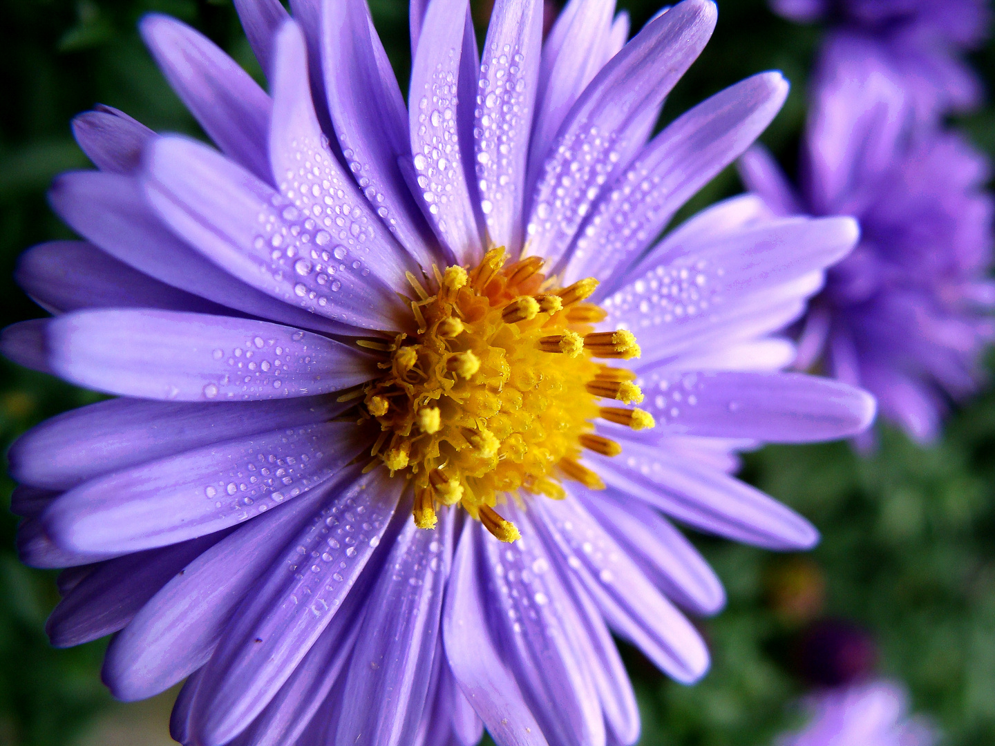 Herbstaster Wassertropfen