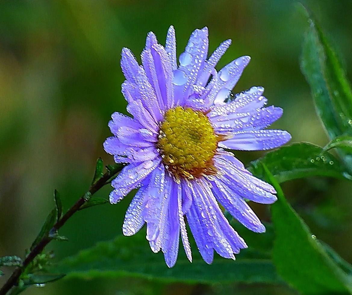 Herbstasterblüte . . .