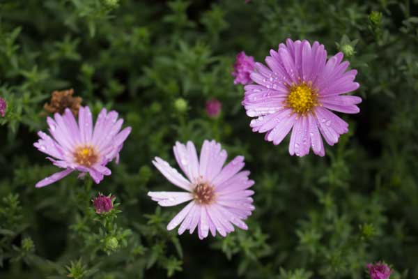 Herbstasterblüten