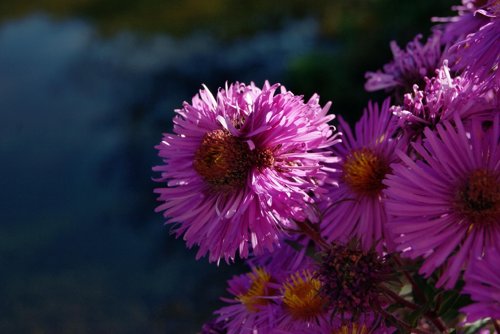 Herbstastern