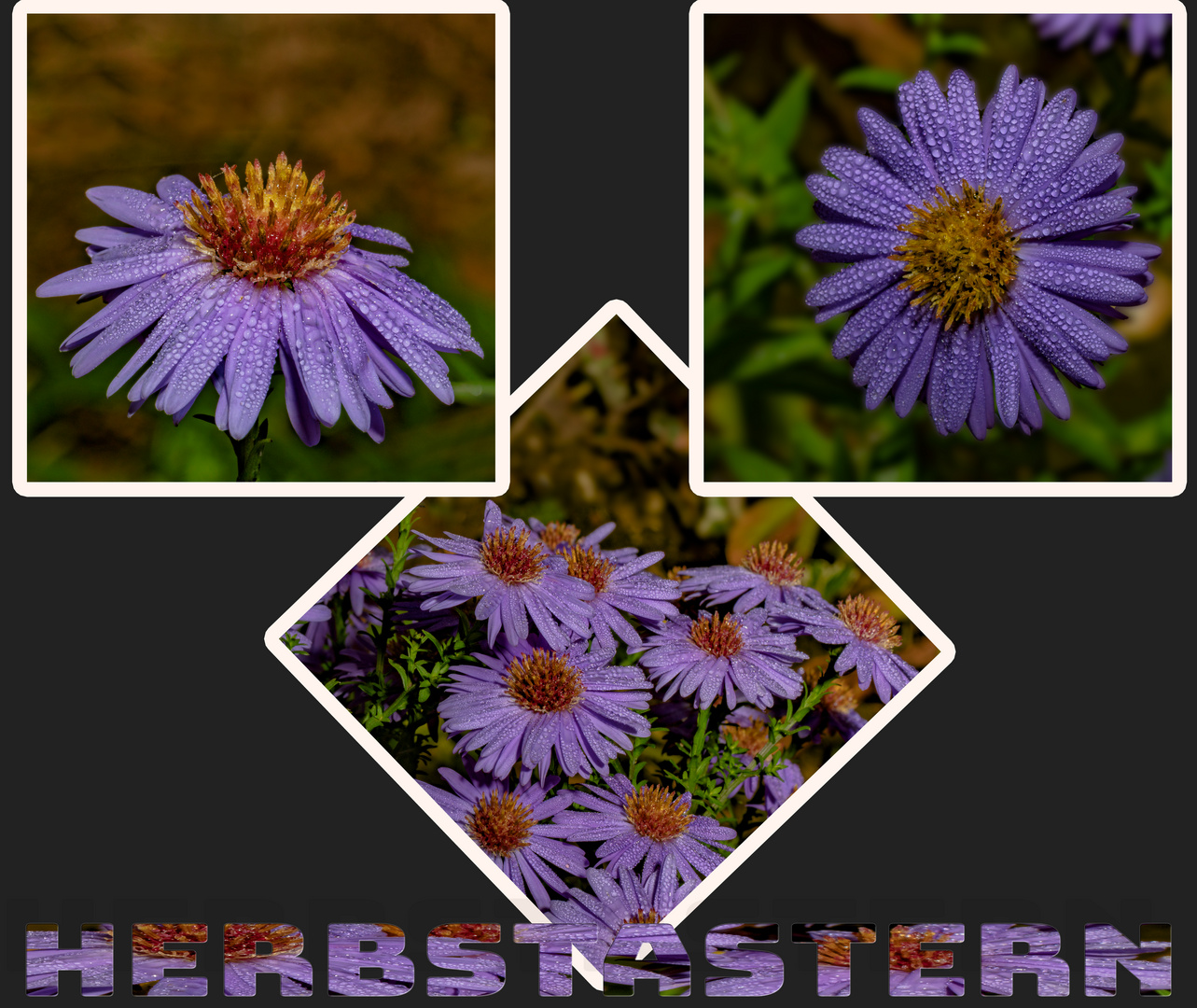 Herbstastern