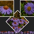 Herbstastern