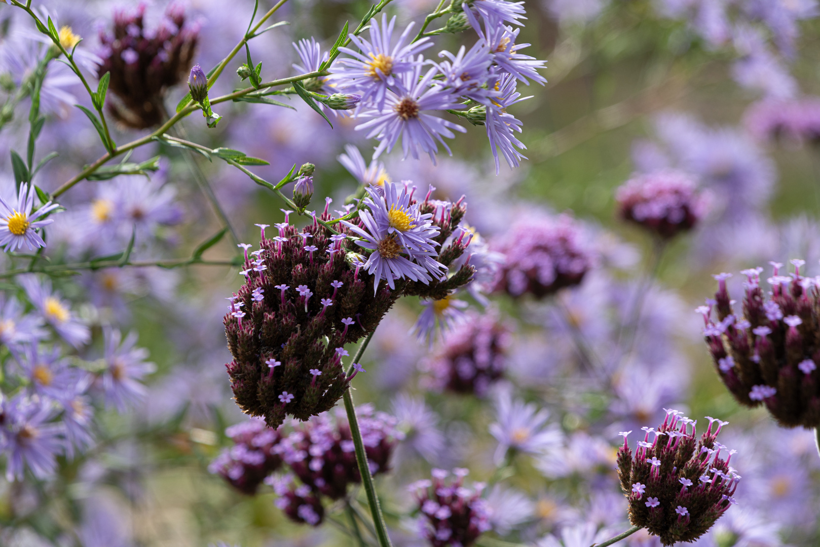 Herbstastern