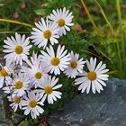 Herbstastern an meinem kleinen Teich in diesen Tagen