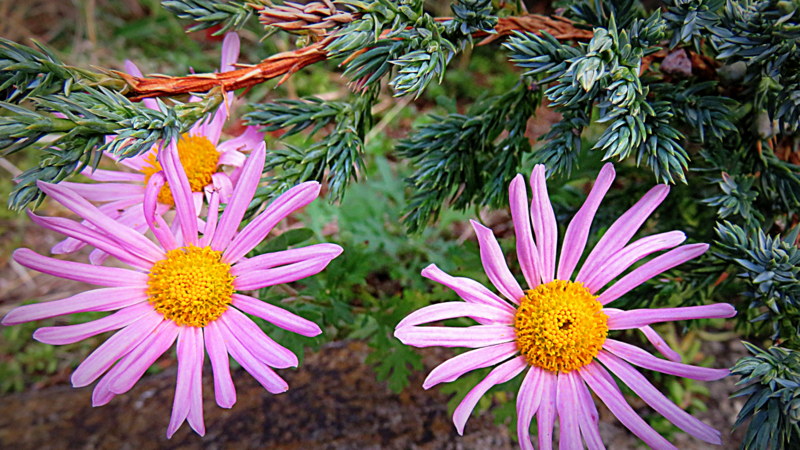 Herbstastern Duo