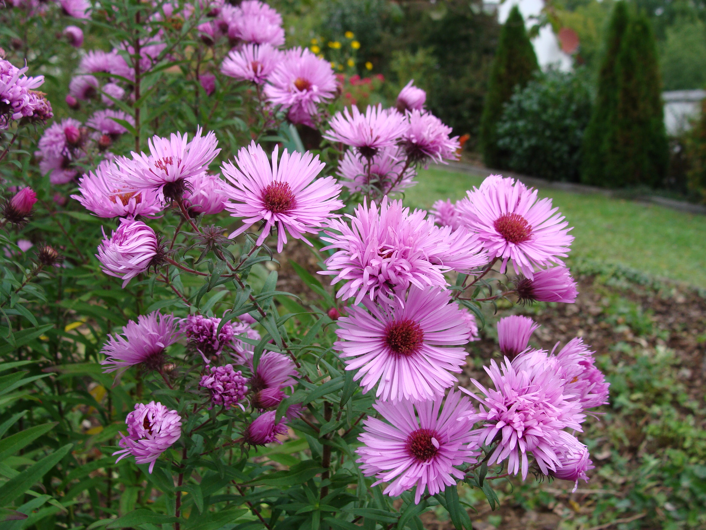 Herbstastern 