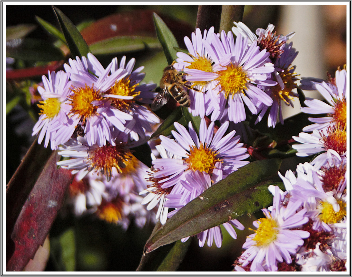 Herbstastern