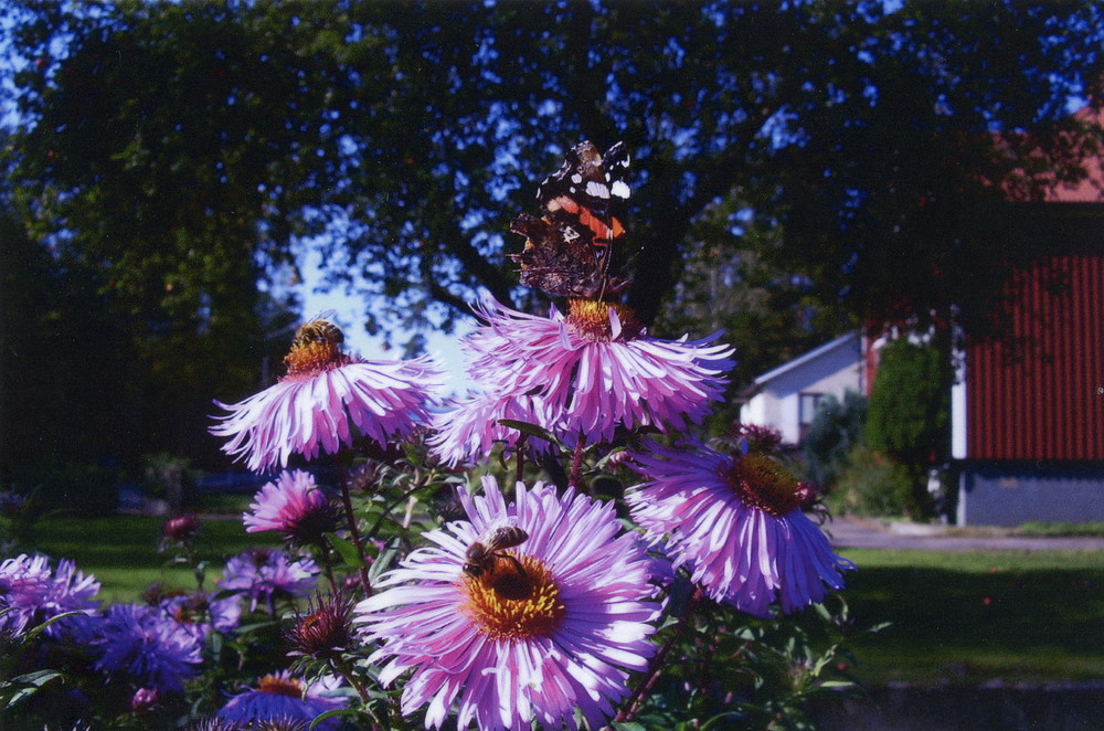 Herbstastern