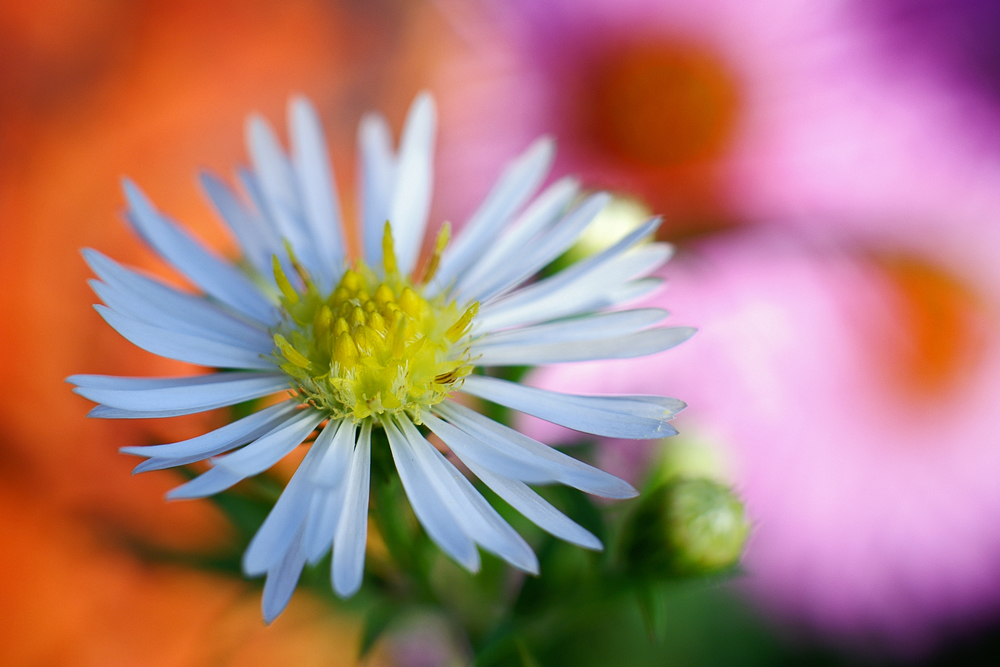 Herbstastern im Farbenmix