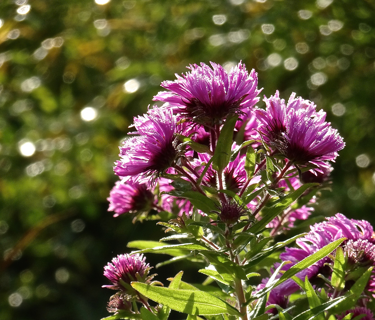 Herbstastern im Morgenlicht