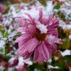 Herbstastern im Schnee