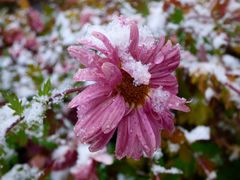 Herbstastern im Schnee