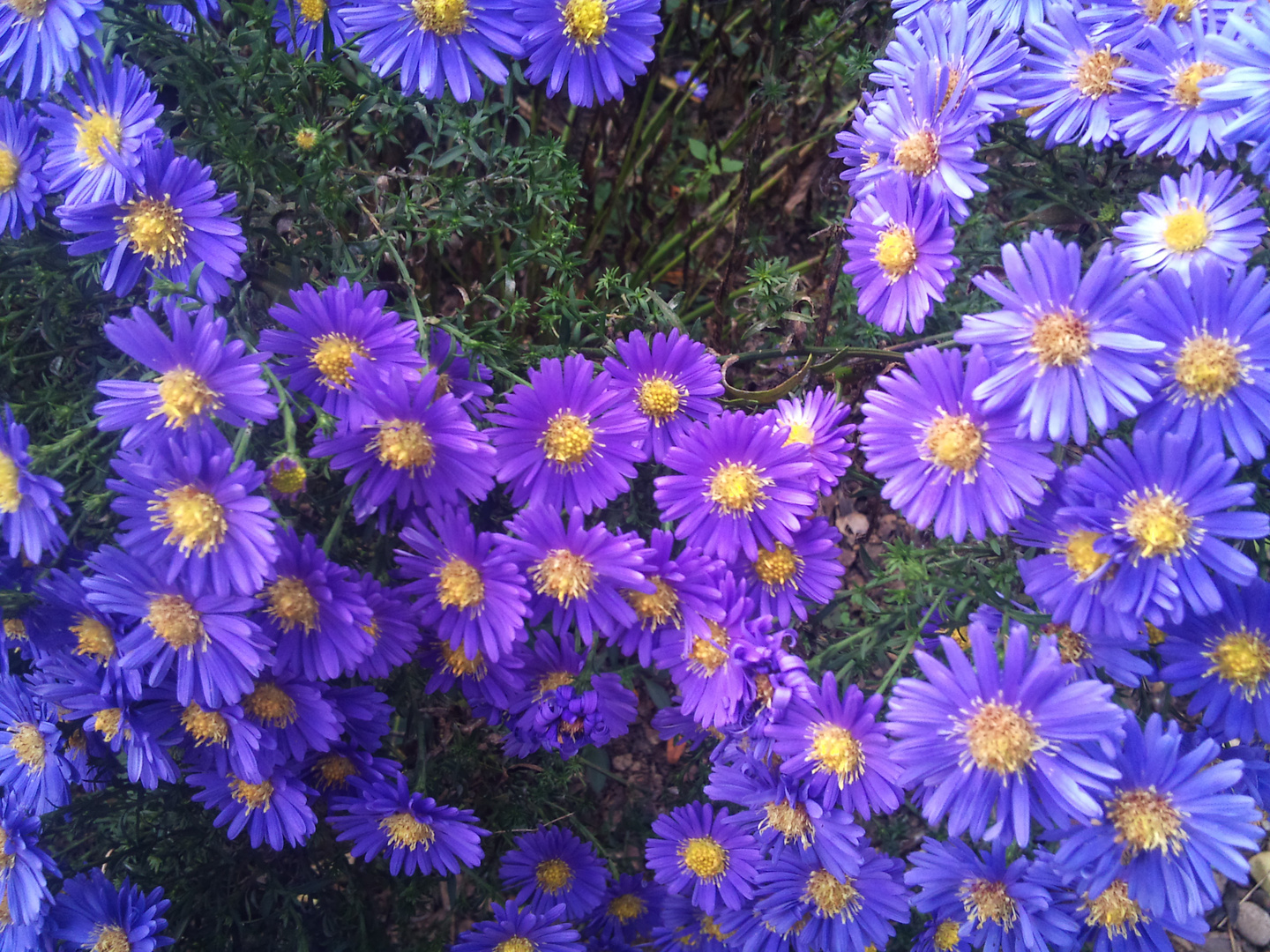 Herbstastern in voller Blüte