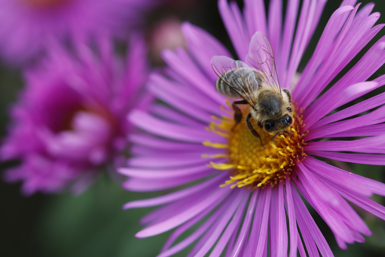 Herbstastern mit Besuch