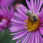 Herbstastern mit Besuch