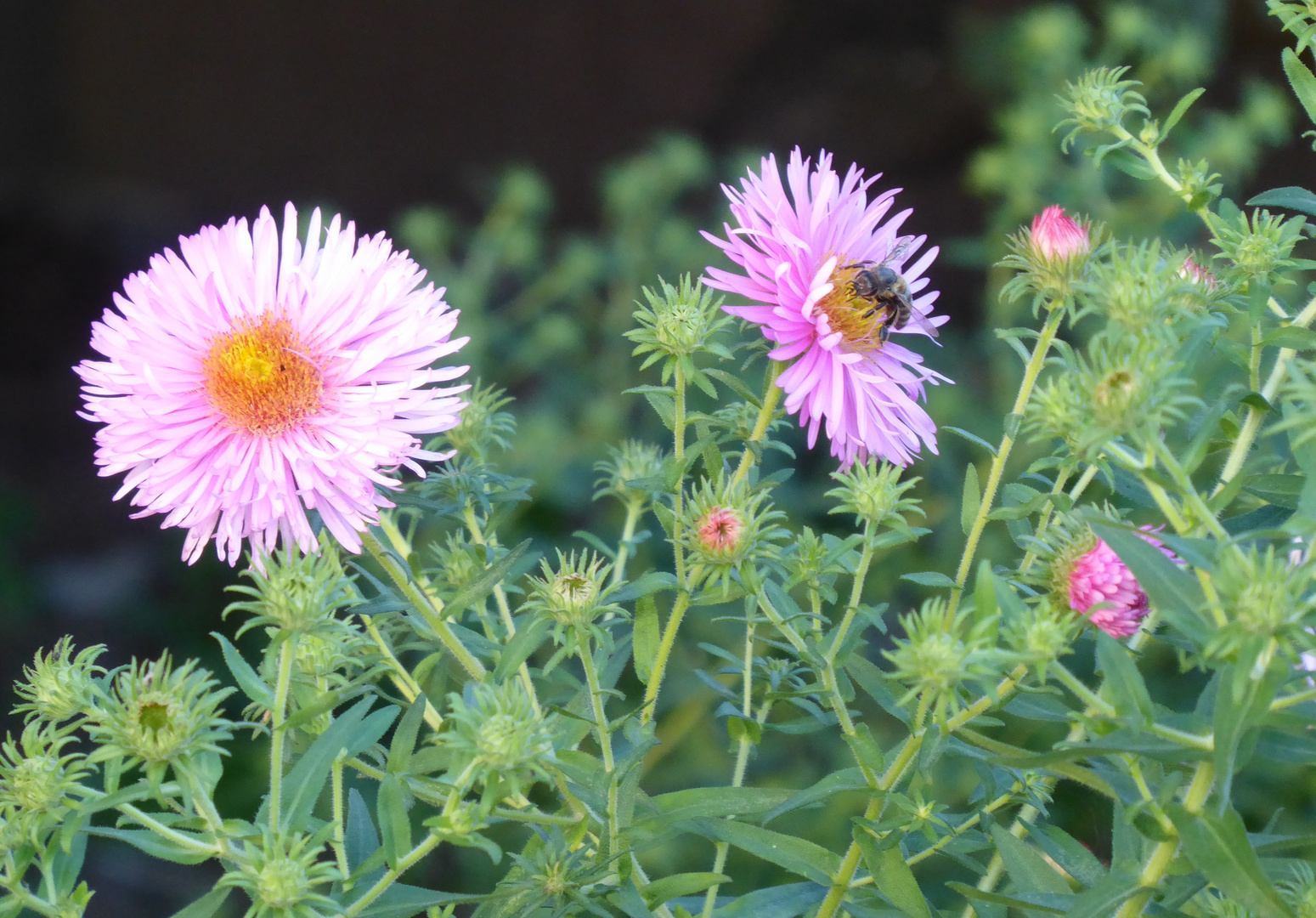 Herbstastern mit Besuch