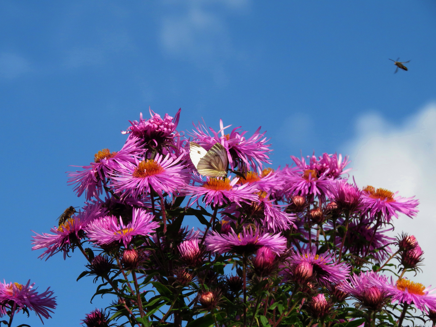 Herbstastern mit Besuch