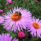 Herbstastern mit einem fleißigen Bienchen