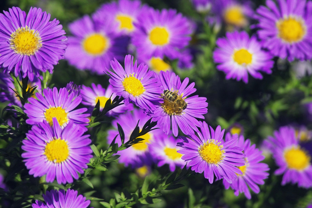 Herbstastern mit Honigbiene