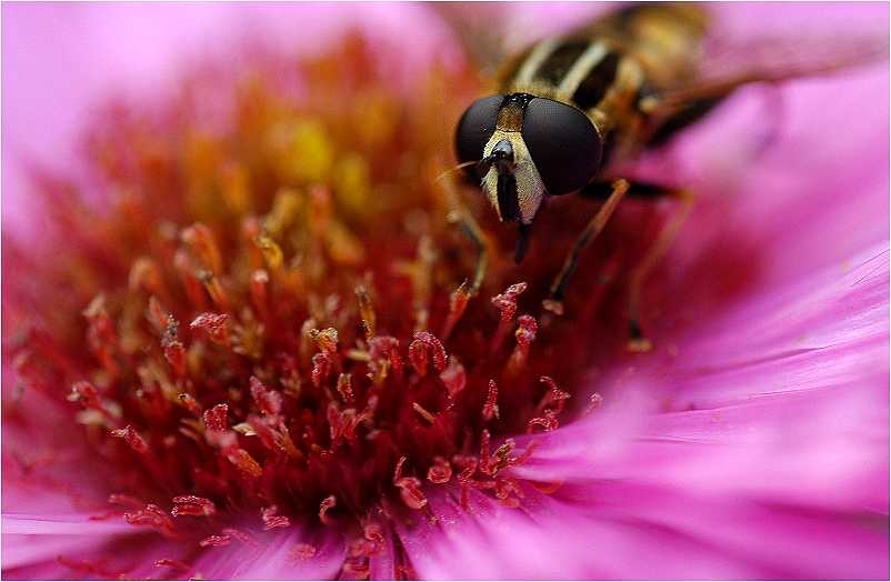 Herbstastern setzen letzte blumige Akzente...