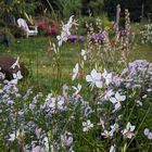 Herbstastern und Gaura