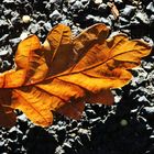 Herbst_auf_Asphalt