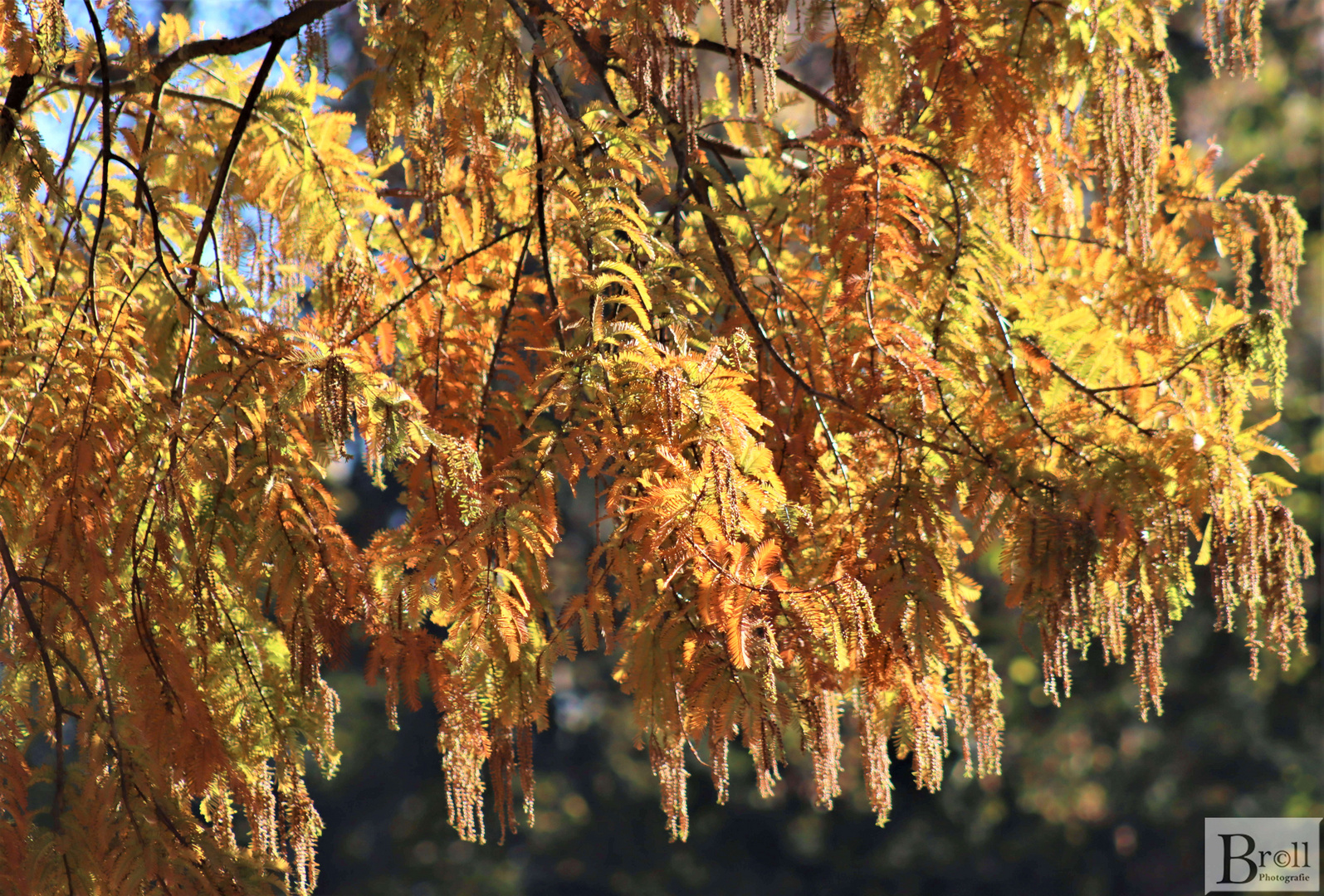 Herbstaufnahme im Park vom Wasserschloss Wittringen