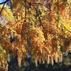 Herbstaufnahme im Park vom Wasserschloss Wittringen