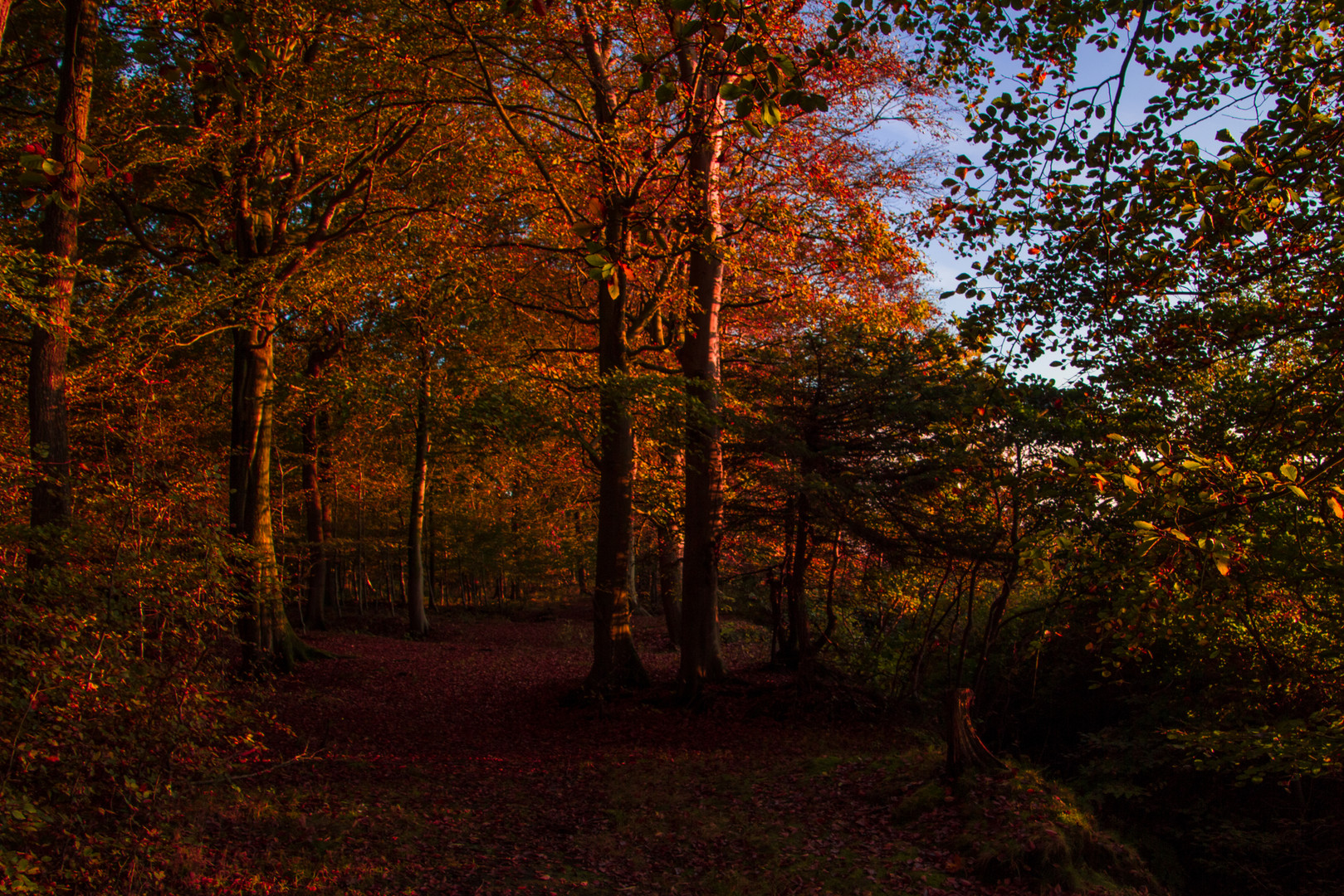 Herbstaufnahme in Hage