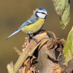 Herbst(augen)blick