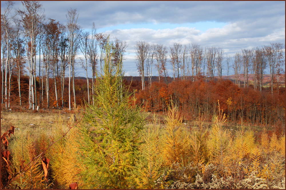 herbstaus