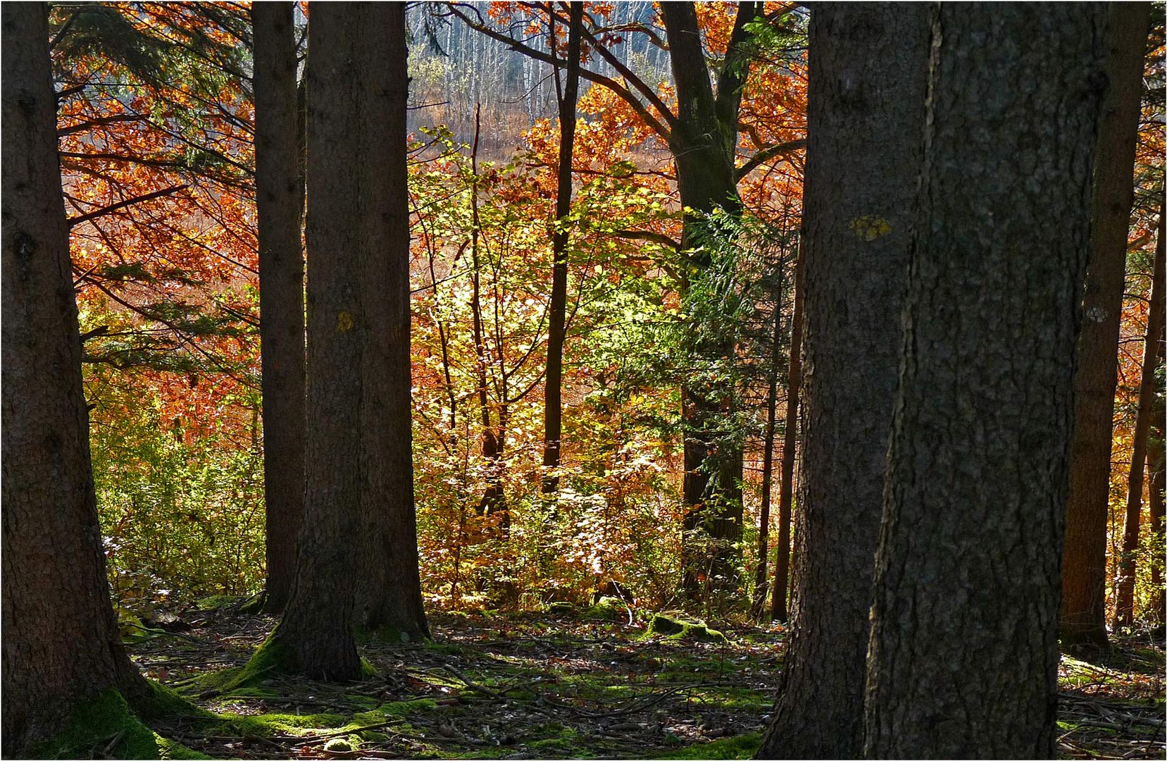 HERBSTAUSBLICK