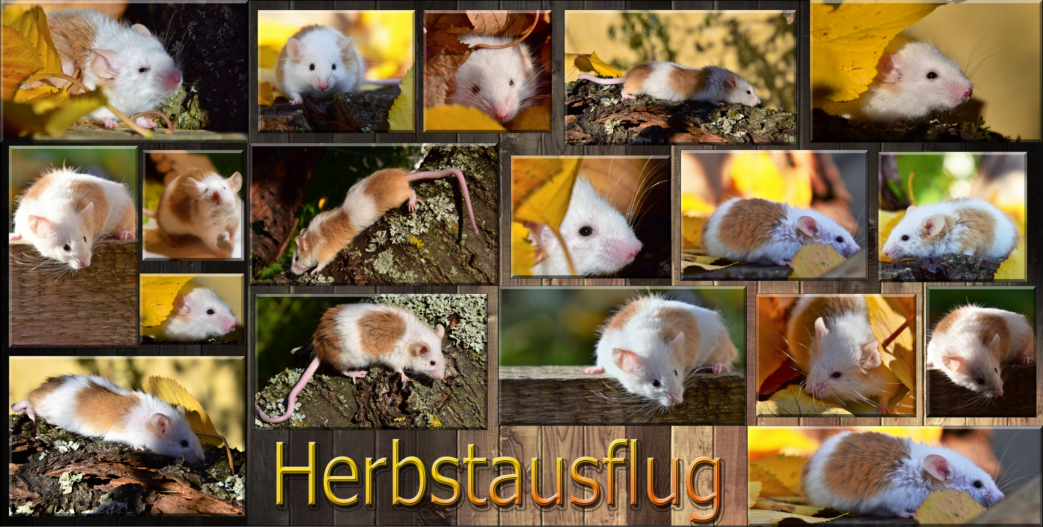 Herbstausflug