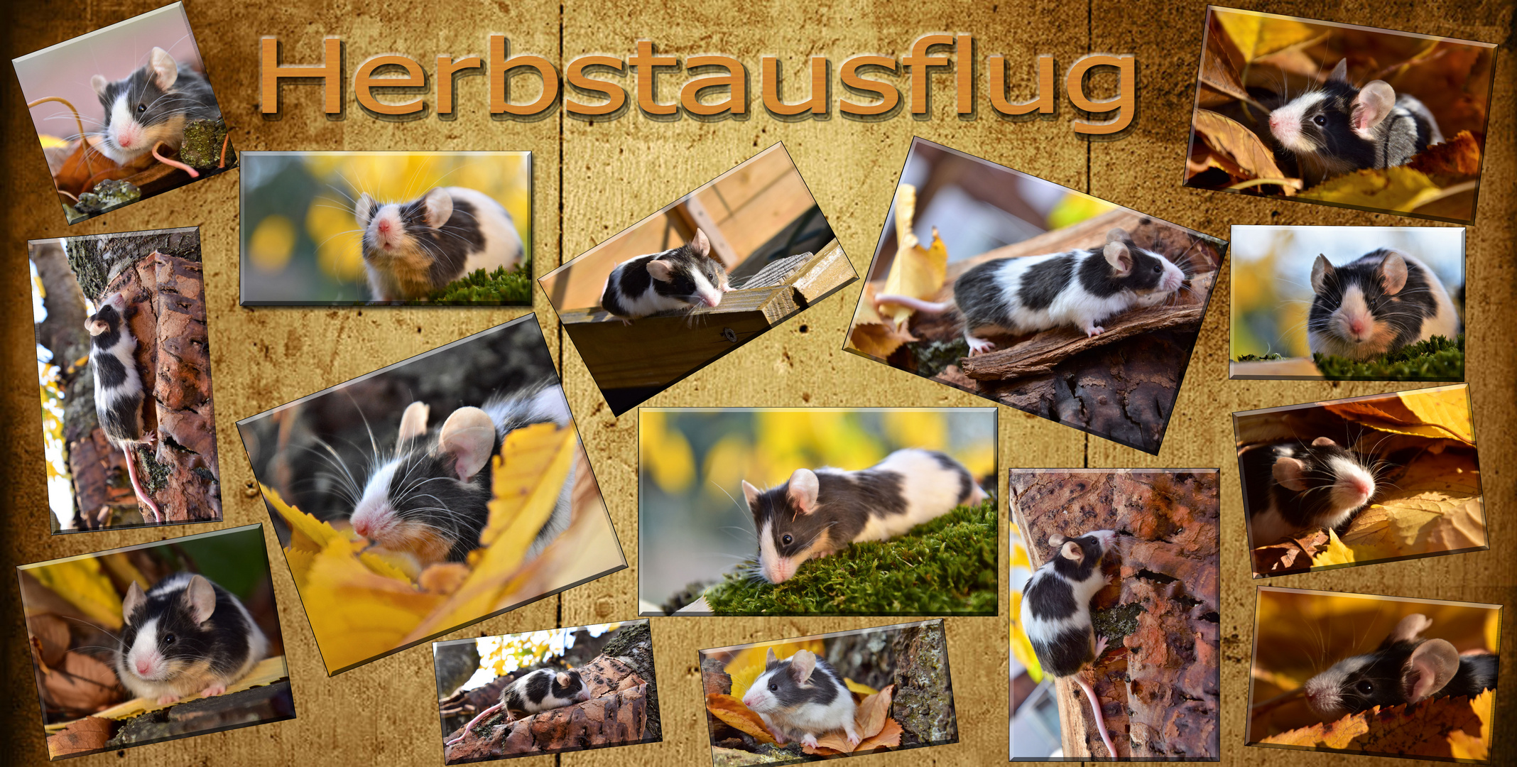 Herbstausflug