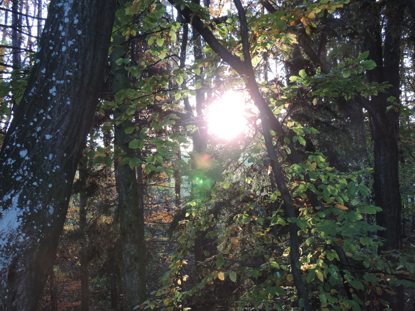 Herbstausflug, Abendstimmung im Wald